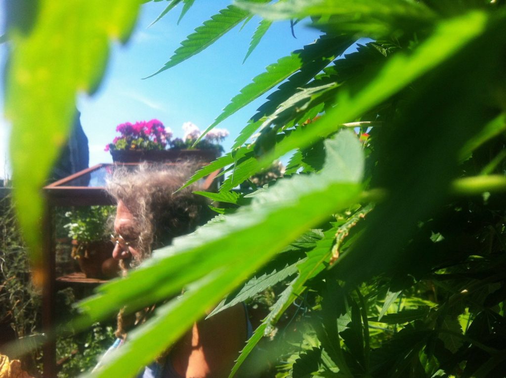 plants and soma