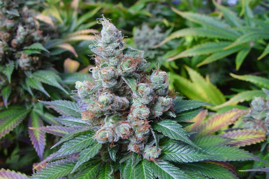 plant