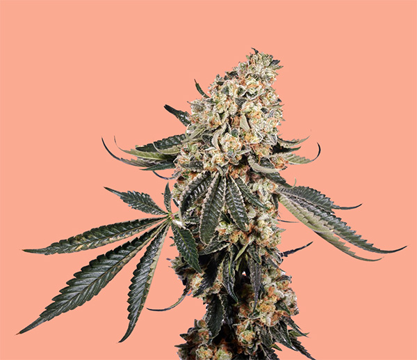 Pink Glue